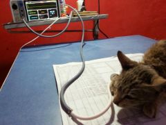 Cat Undergoing BP CHECK